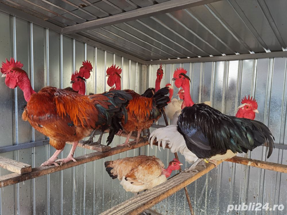 cocosi gat golas de Transilvania cocosi gat golas de Transilvania