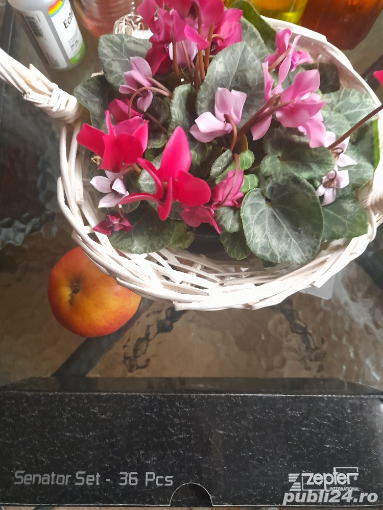 Tacamuri Zepter Senator