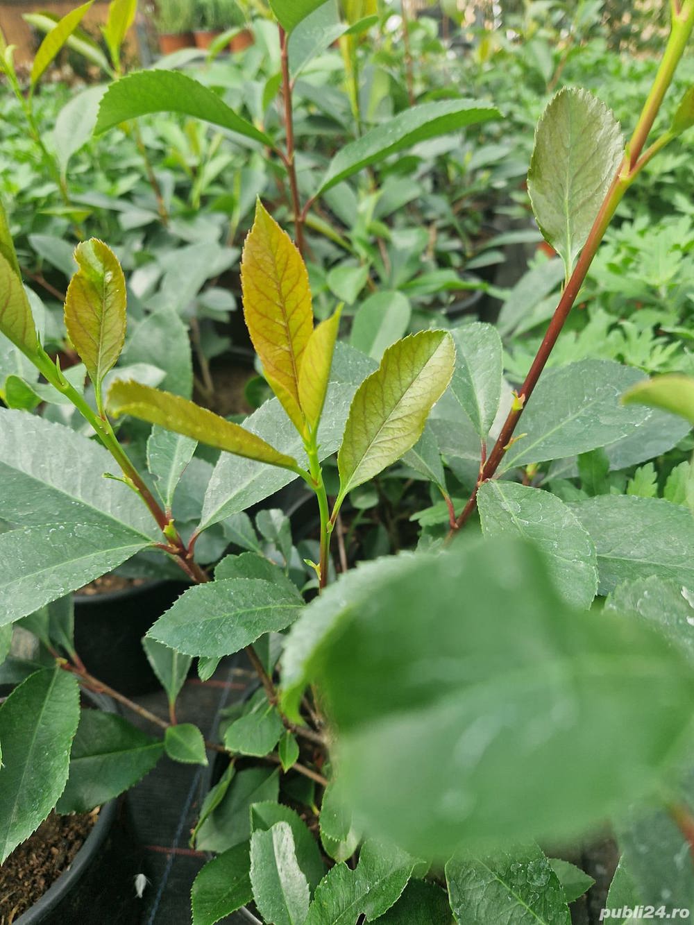 Photinia Red Robin