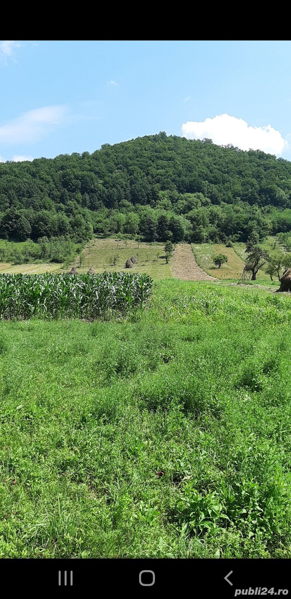 Vand teren intravilan foarte mare, 6700m2 in loc. Buceava, Com. Gurahont