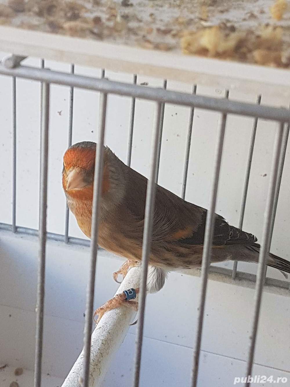 vând hibrizi sticlete si scatiu vând hibrizi sticlete si scatiu