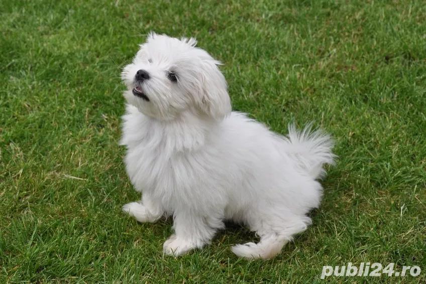 Donez Bichon Maltez Donez Bichon Maltez