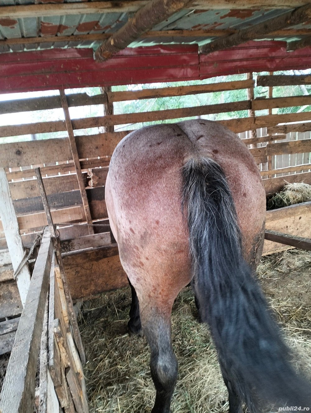 Cumpăr cai pentru abator  Cumpăr cai pentru abator