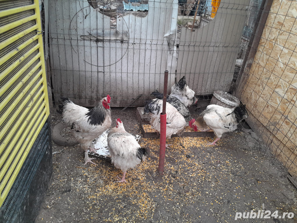 Cocosi crescuti la curte Cocosi crescuti la curte