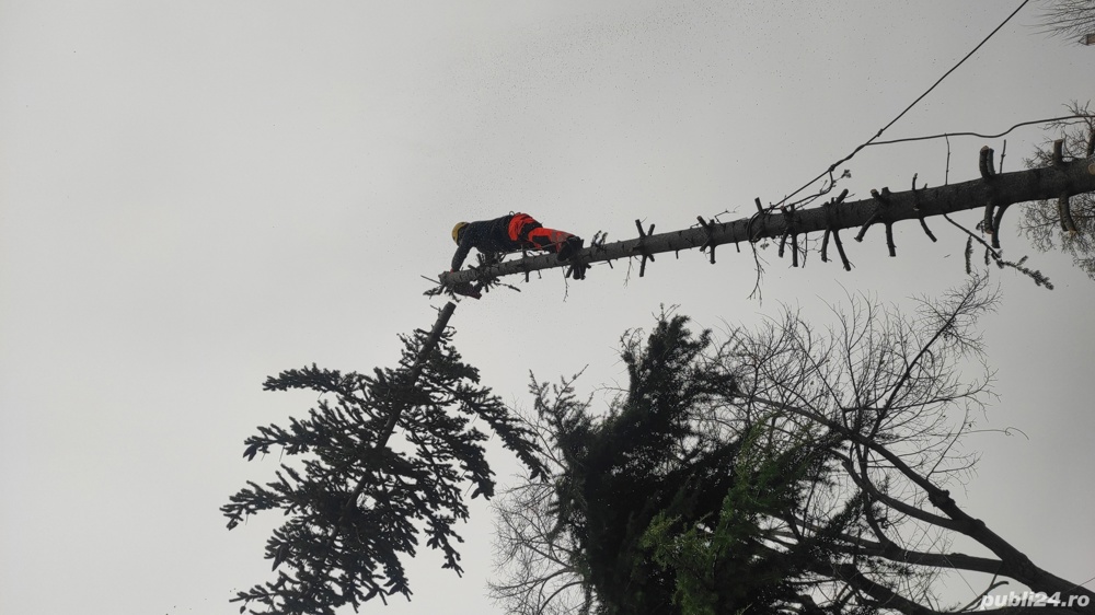 Toaletare  si taiere copaci.Lucru la inălțime Constanta 