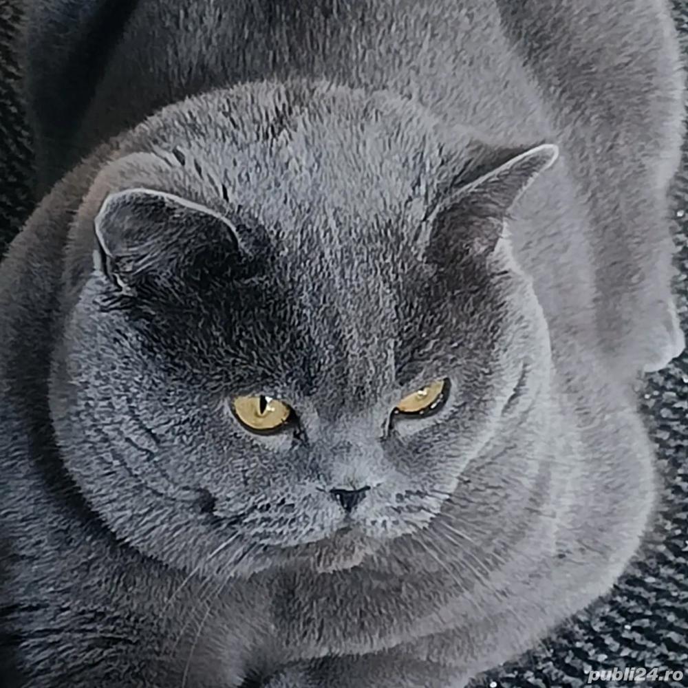 Motan british shorthair blue 