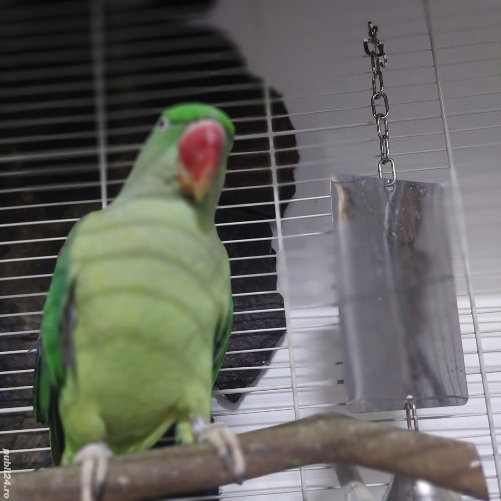 Perusi.nimfe papagali agapornis. Perusi.nimfe papagali agapornis.