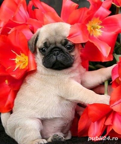 Mops - furnizor autorizat - transport autorizat la nivel național 