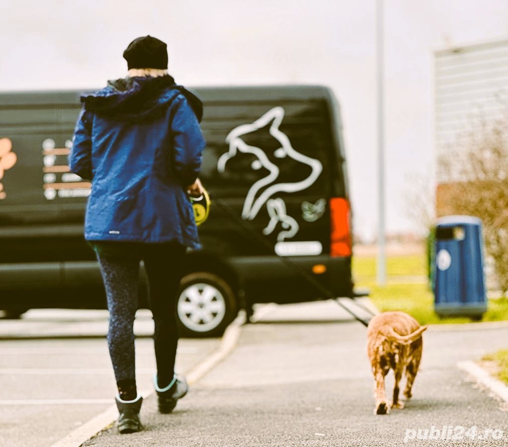 Transport caini si pisici