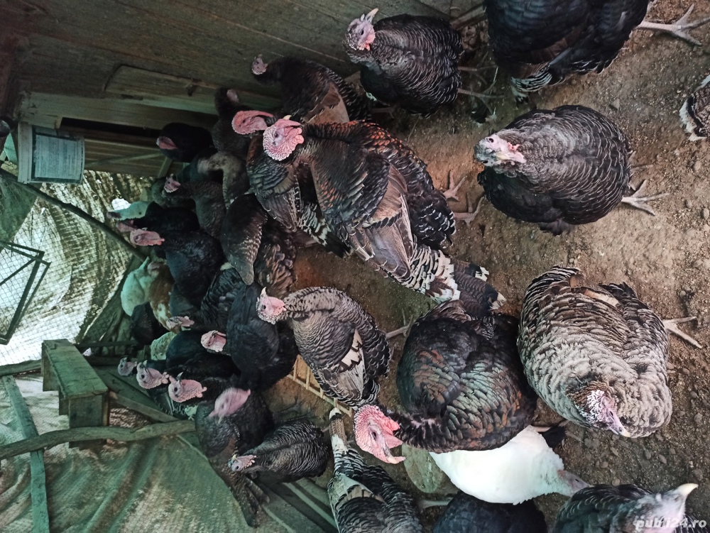 Curani de tara Curani de tara