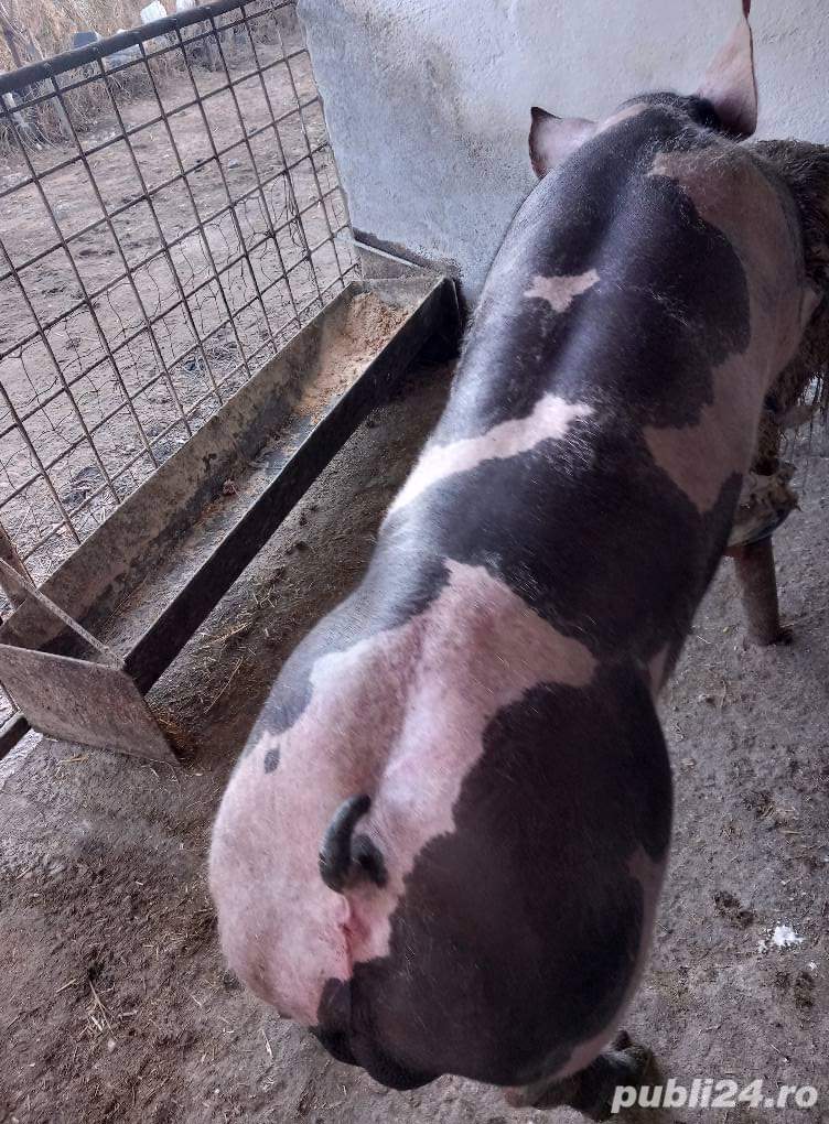 Monta artificială PIETRAIN BELGIAN