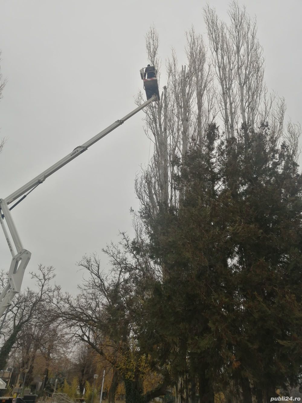 Taiere toaletare copac,defrisare teren,sapam maruntim si nivelam pamint gradini,Cosire vegetatie