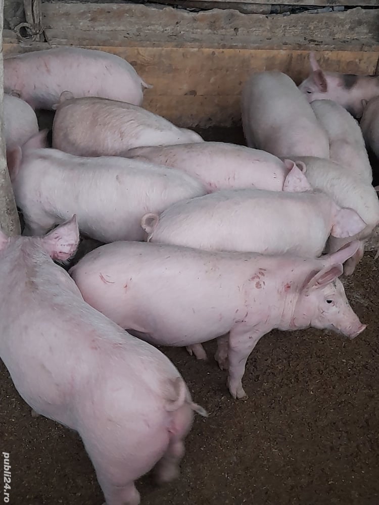 purcei diferite mărimi 