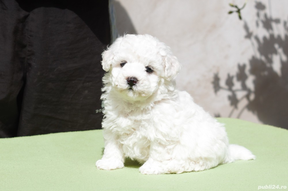 Disponibili pui Bichon Frise
