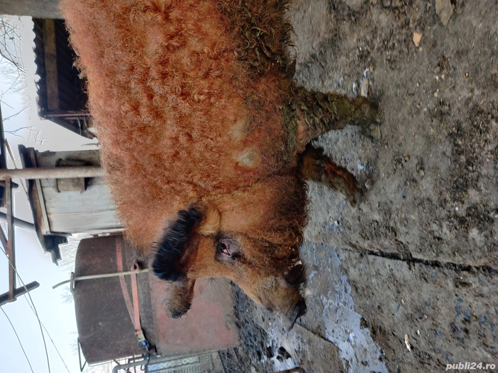 Vier mangalița  Vier mangalița