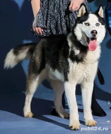 Mascul Husky Siberian
