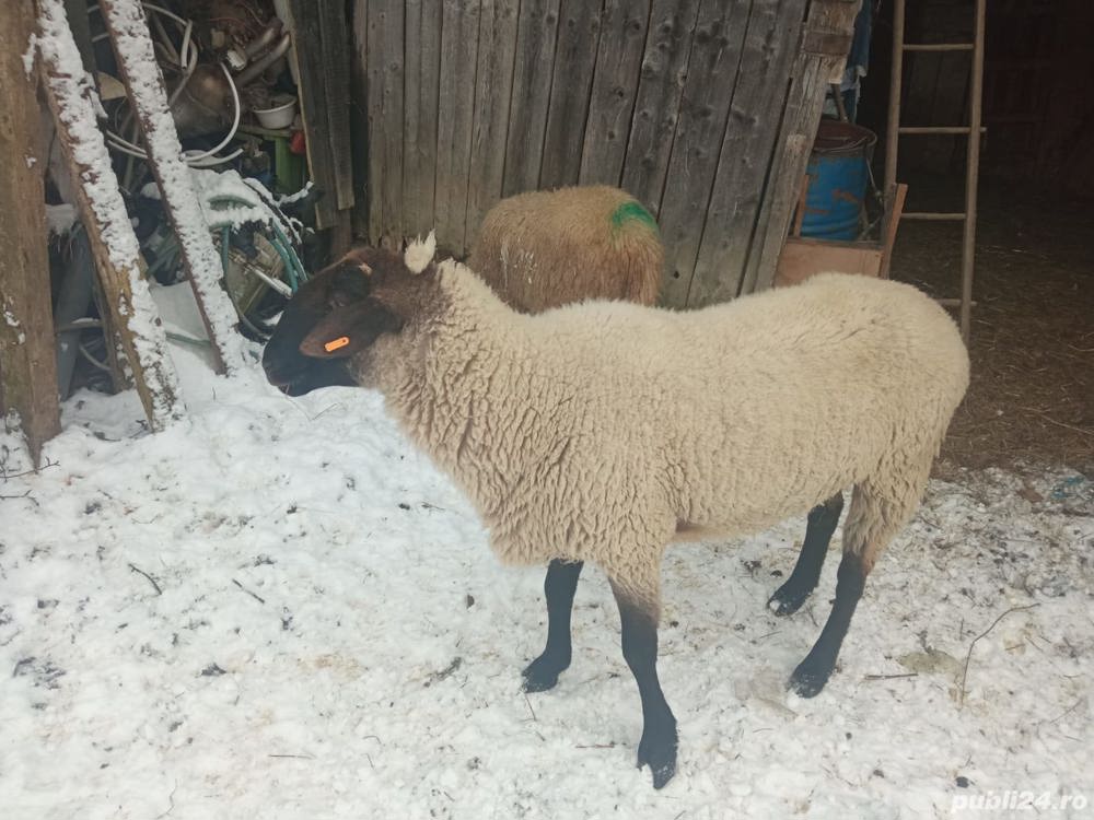 Vand berbec (Carabas) si tap in varsta de 4 ani