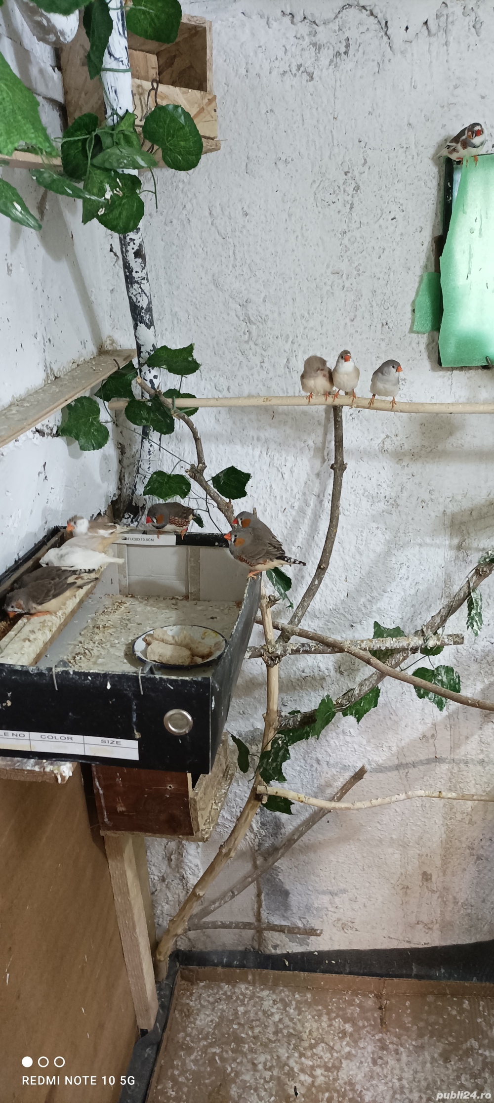 Zebre australiene de vanzare