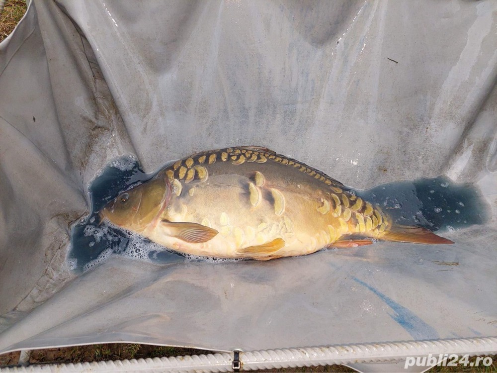 Crap de vanzare 5-9 kg 10-15kg