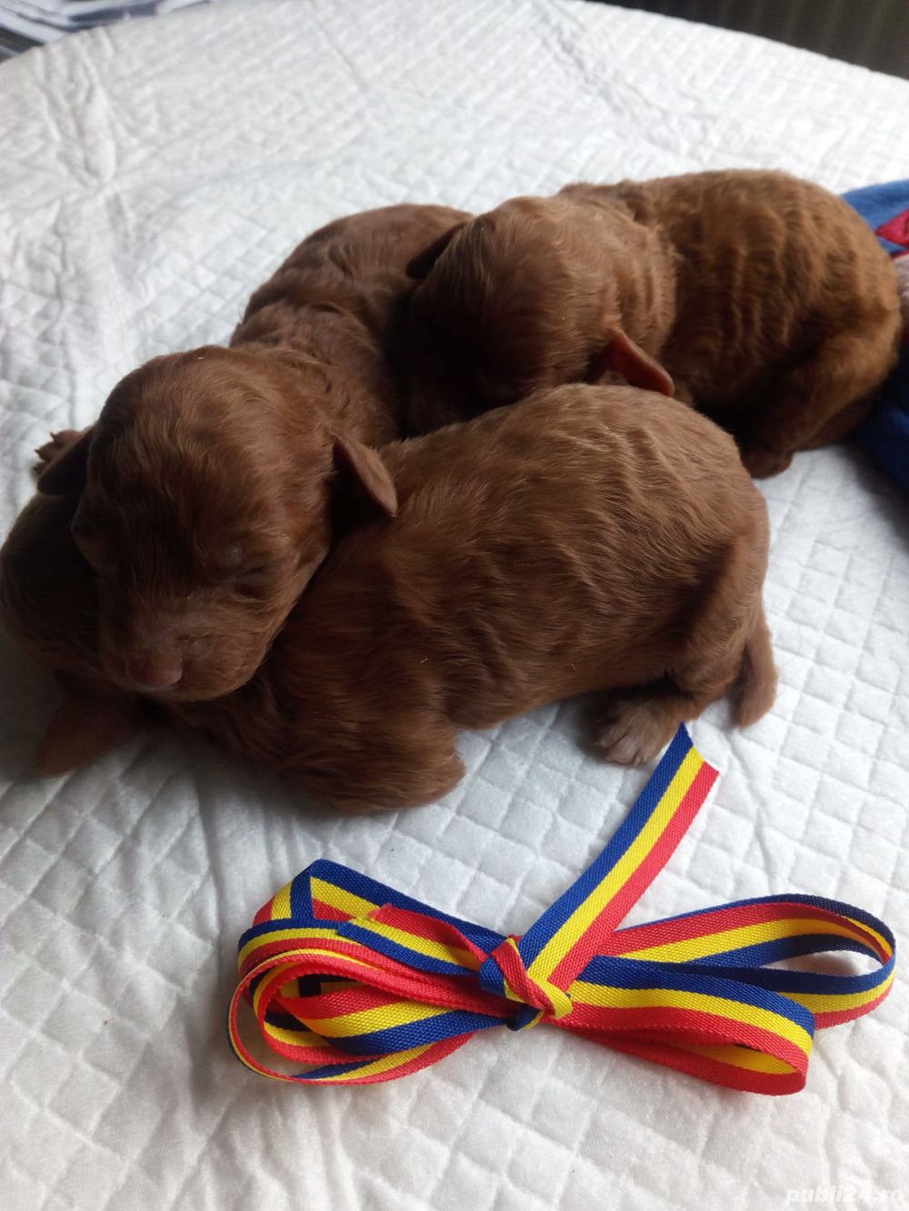 Caniche  pudel  toy culoare red,cu certificat pedigree