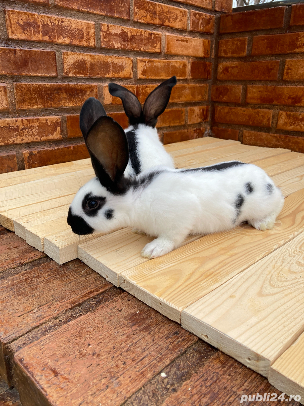 Fluture German ( 2 luni )