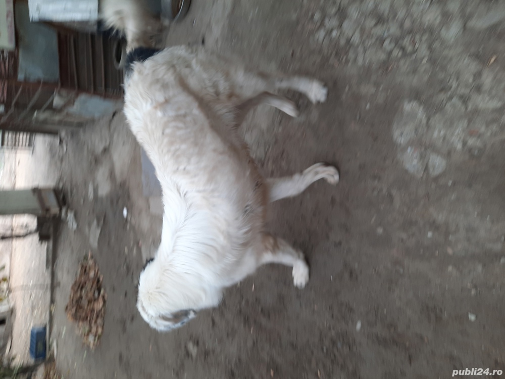 vind urgent cani cibanesc de bucovina original mascull 2 ani si 7 luni toate vaccinările  la zi