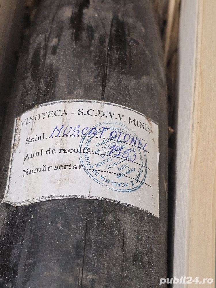 Vin Muscat Ottonel - podgoria MINIS an 1953