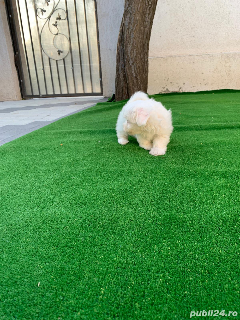 bichon maltez mini toy alb imaculat