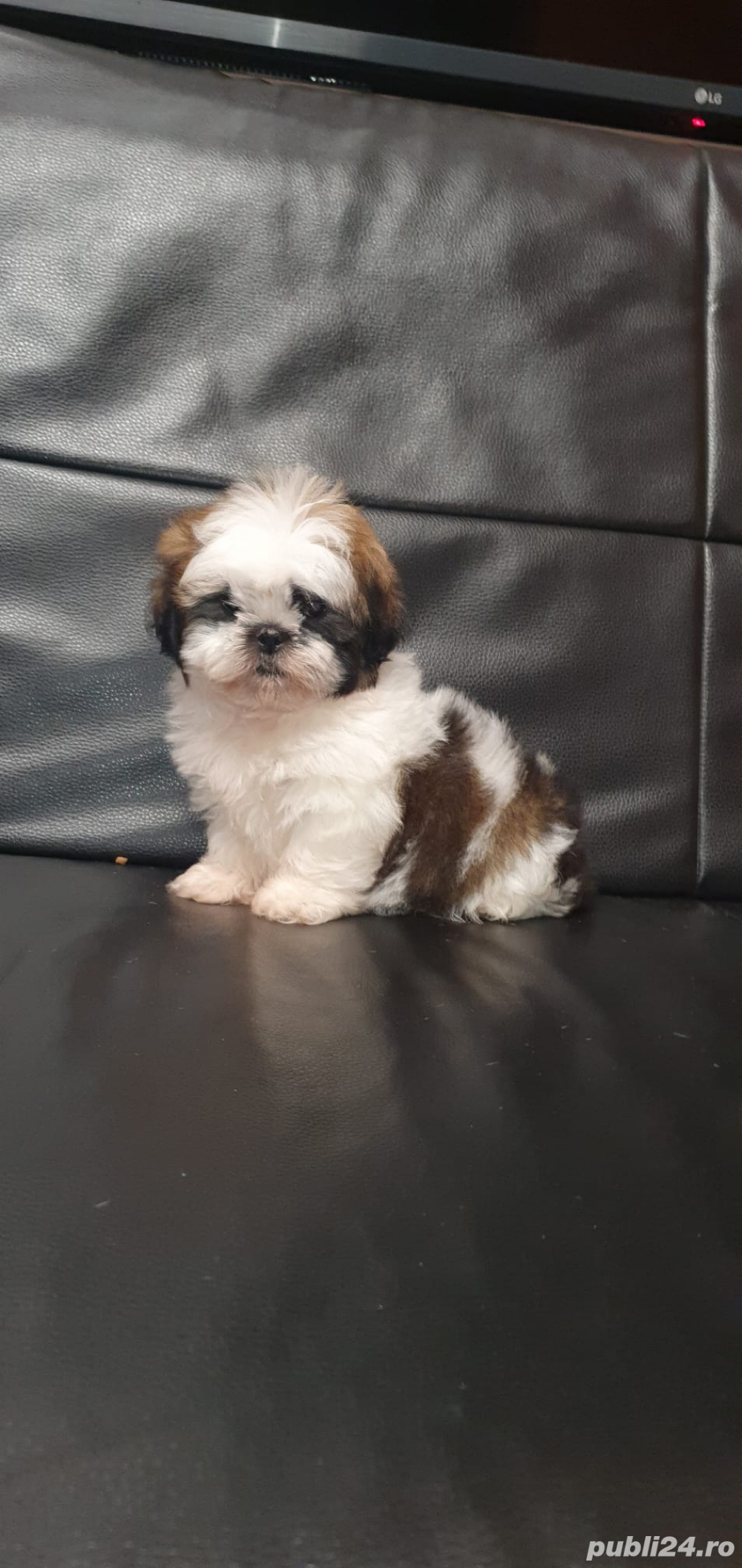 Shih Tzu mini toy 
