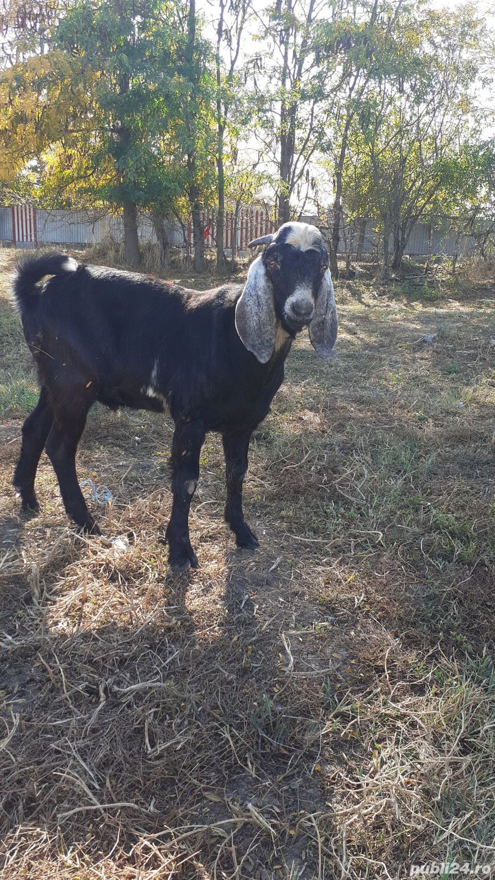 Țap anglo nubian bun de prăsilă
