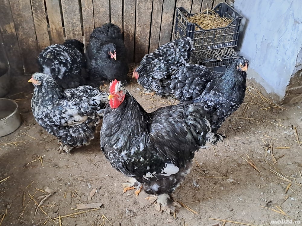 vând famile de găini cochinchina bobat 1+5