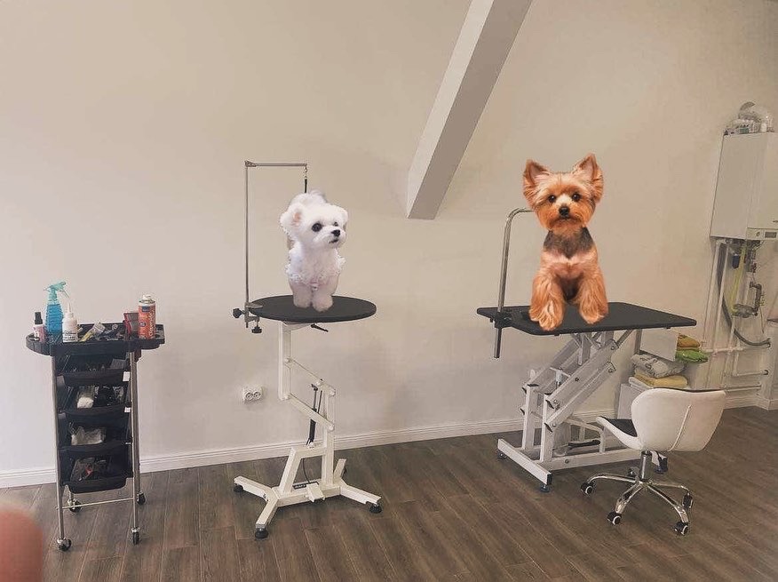 Frizerie Canina Pufosenii  Frizerie Canina Pufosenii