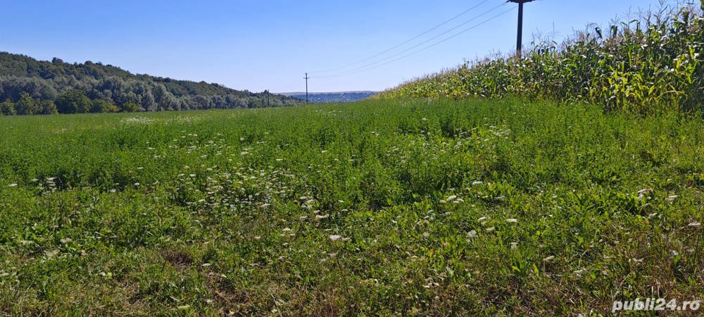 Teren intravilan de vanzare - Patrauti, Suceava Teren intravilan de vanzare - Patrauti, Suceava