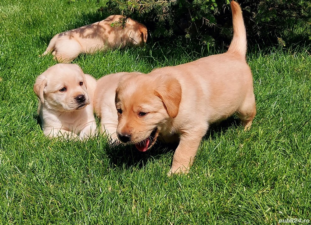 Pui Labrador retriever 
