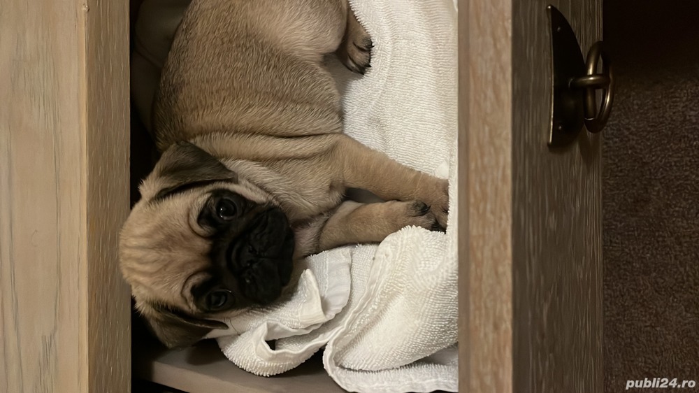 Pui mops  pug cu garantie Pui mops  pug cu garantie