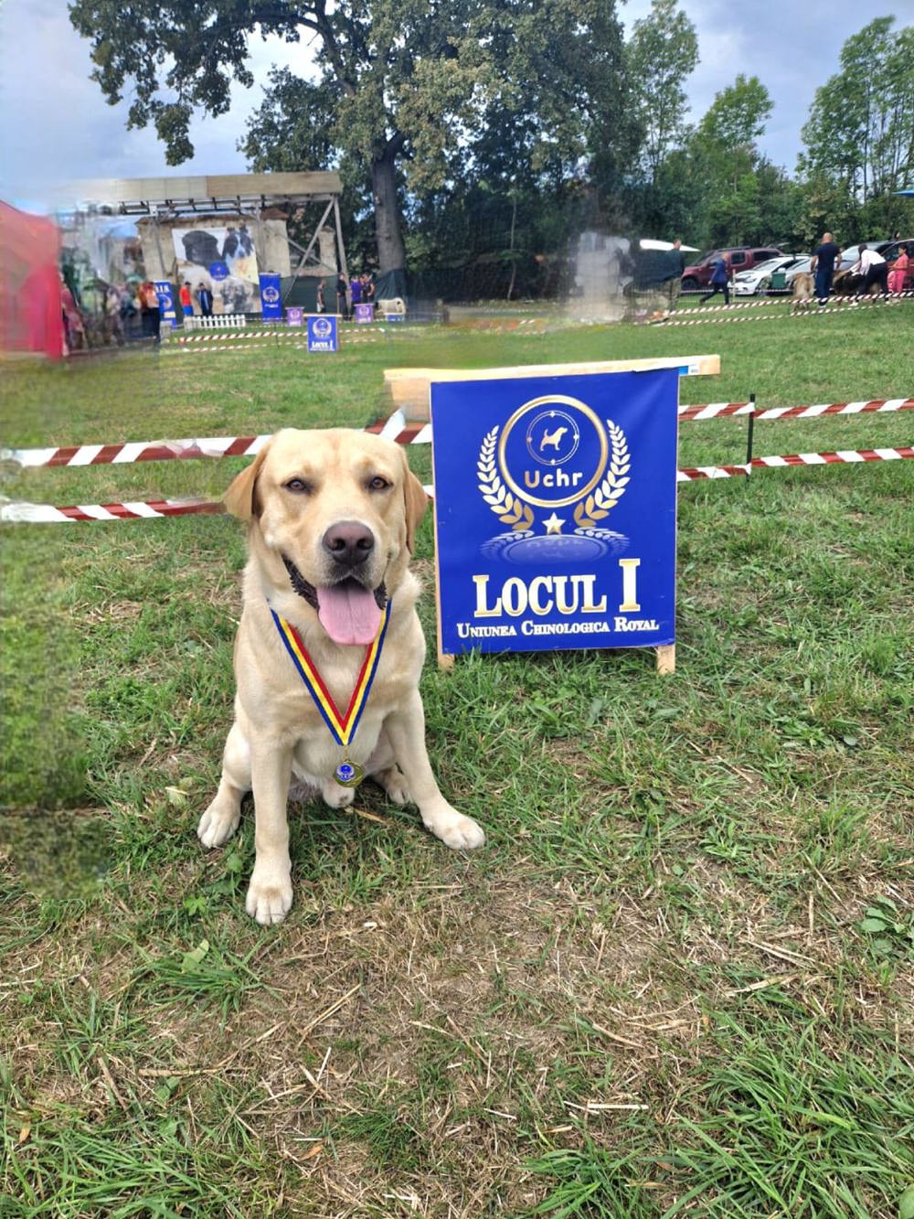 Labrador Campion Romania - mascul auriu Labrador Campion Romania - mascul auriu