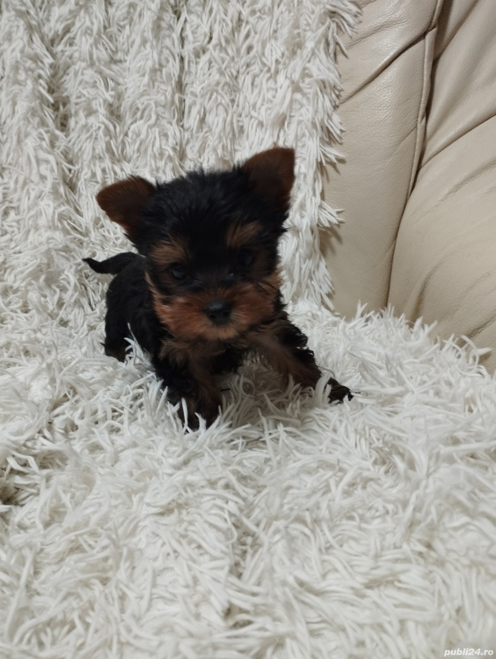 yorkshire terrier mini toy