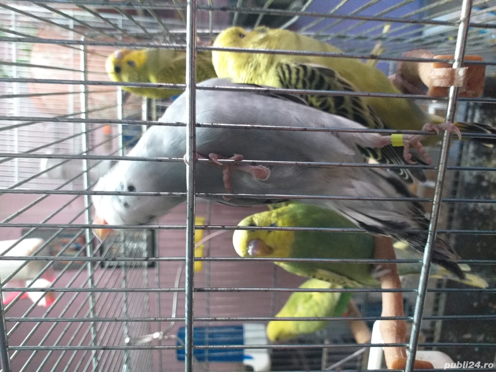 Papagali Peruși foarte iubitori!