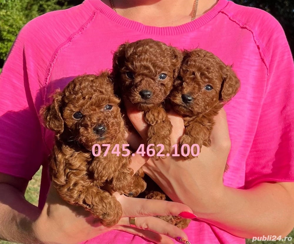 Catei Pudel Caniche Pitic Poodle Toy de vanzare, pur, livrare