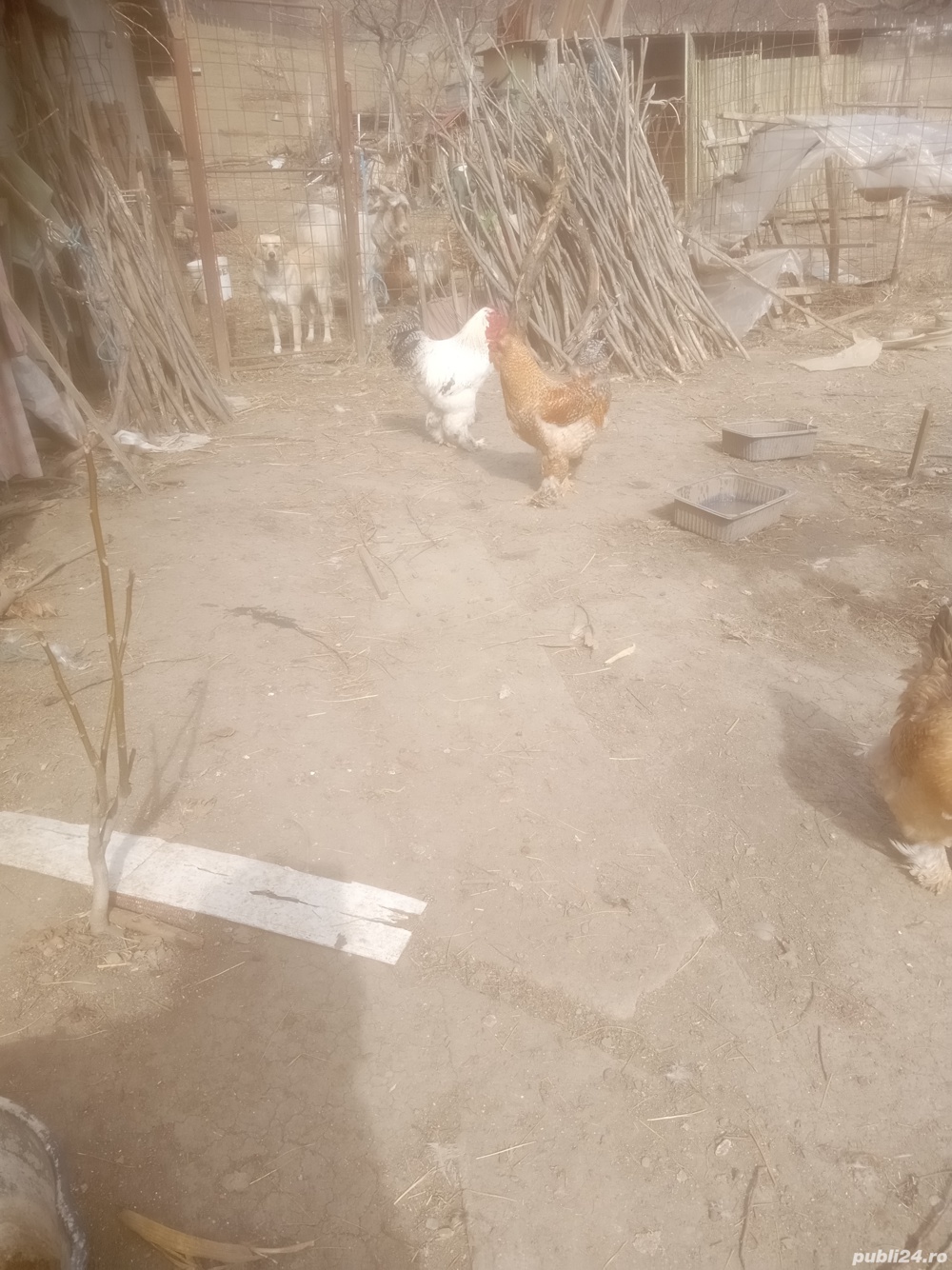 Vând cocosi de raasa