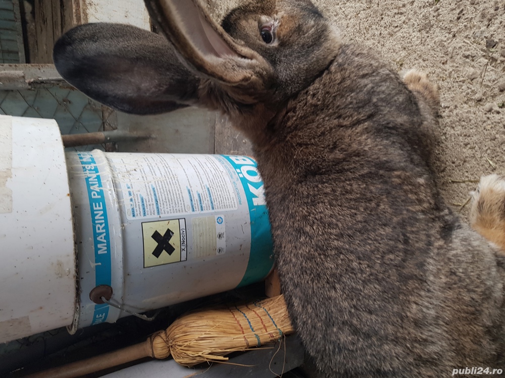 Vand iepuri urias german!