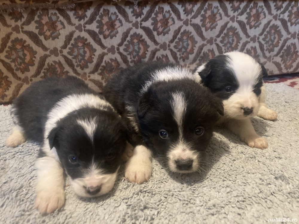 Pui border Collie linie de lucru