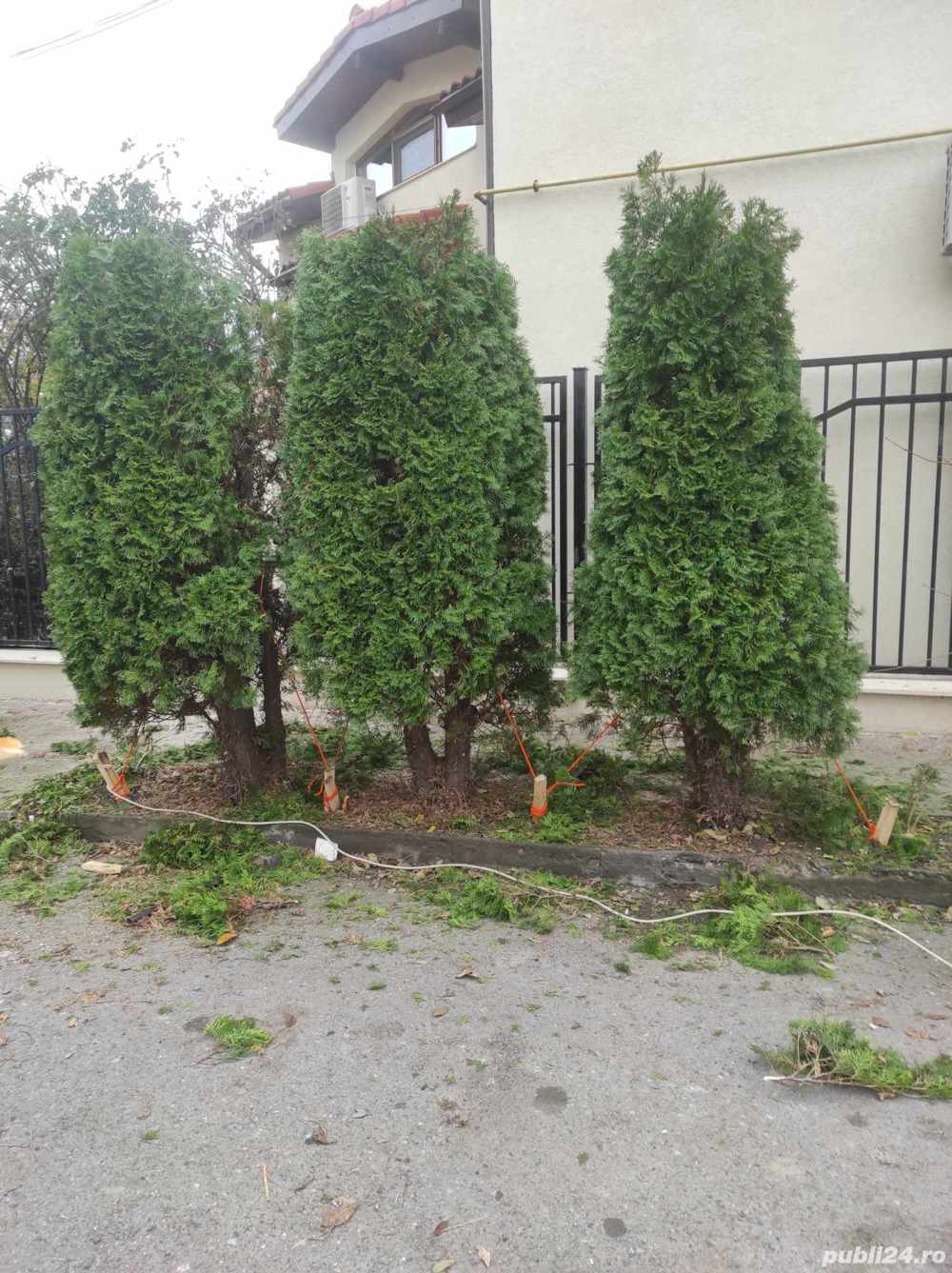 toaletare si curățare pomi și braduleti gard viu 