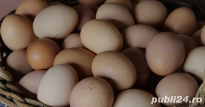 Vând ouă de casă 1,8 lei bucata 