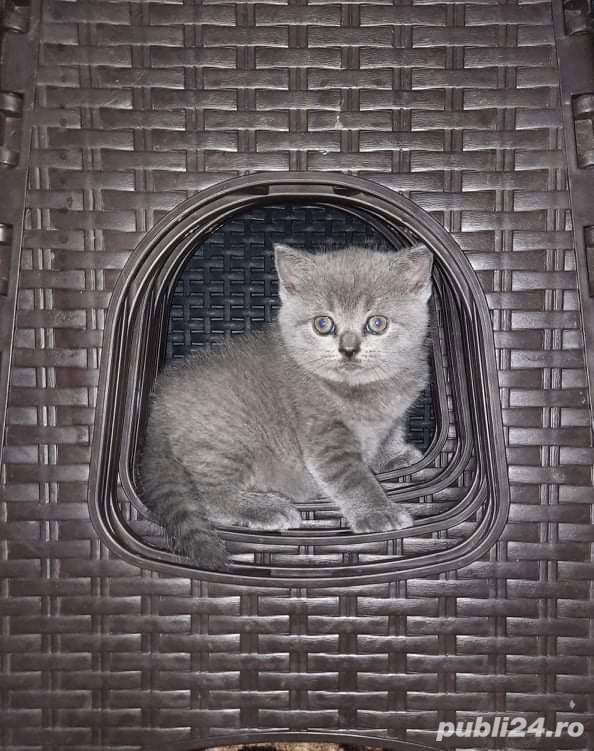 british shorthair blue 