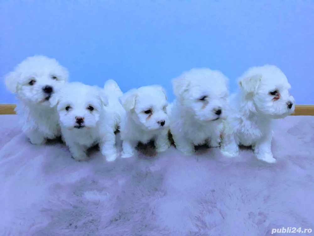 Super oferta!Bichon maltez puiuți, exemplare deosebite,rasă pură,alb imaculat Super oferta!Bichon maltez puiuți, exemplare deosebite,rasă pură,alb imaculat