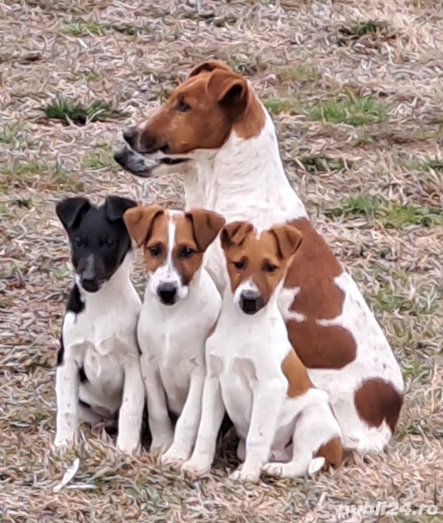 Foxterrier    Fox terrier par neted  Foxterrier    Fox terrier par neted