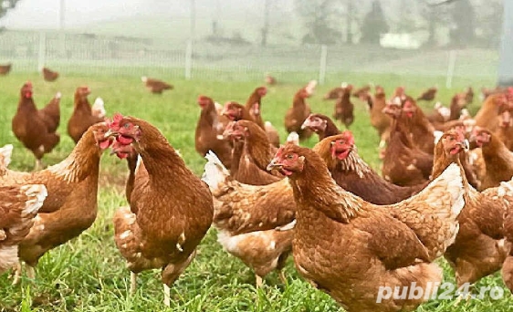 Oua pentru incubat gaini ouatoare ,plymouth australorp,50+25 gratis