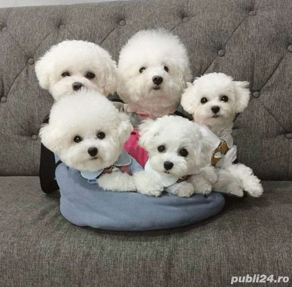 pui caniche albi frumosi