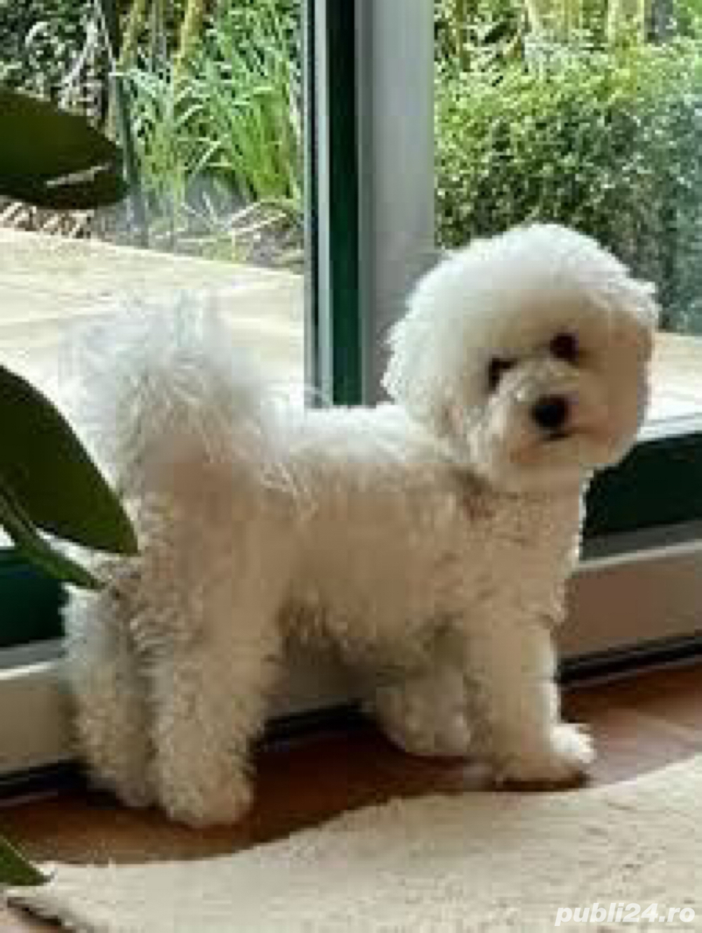 caniche alb talia mica